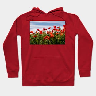 Blood red Poppies against a blue sky Hoodie